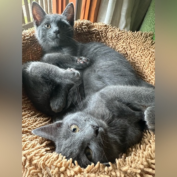 Meet your Posher, Heather - Picture 5 of 9